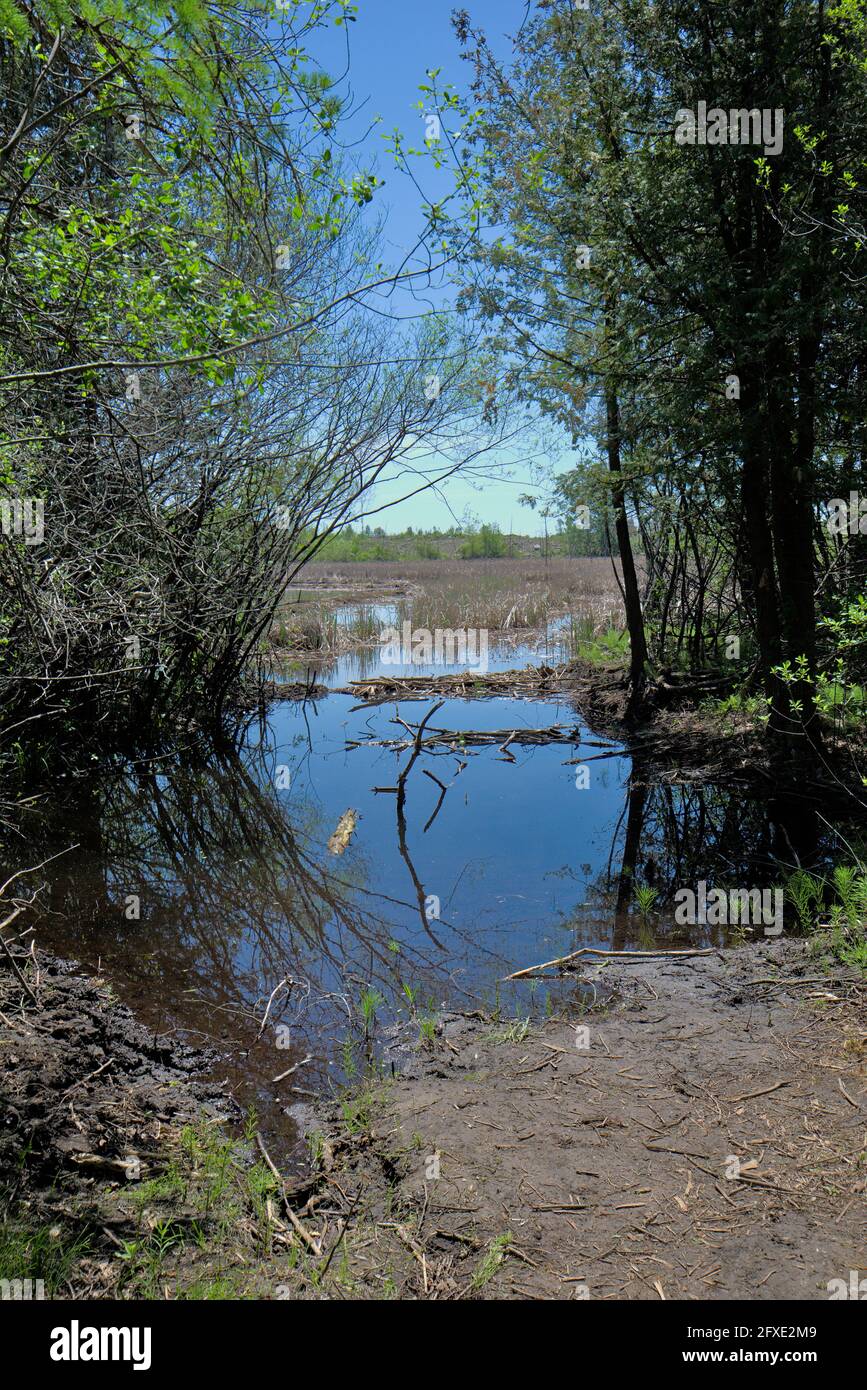 Wetlands beside Lime Kiln trail located near Ottawa, Ontario, Canada. A lovely afternoon hike. Stock Photo