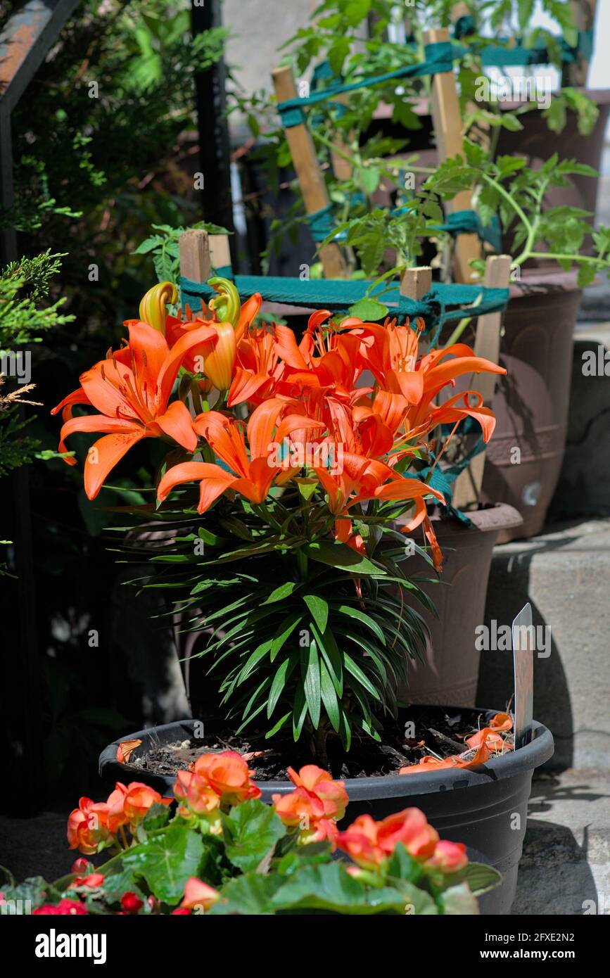 Wonderful deep orange lily (Lilium bulbiferum), one of many plant pots on someone's front steps in Ottawa, Ontario, Canada. Stock Photo