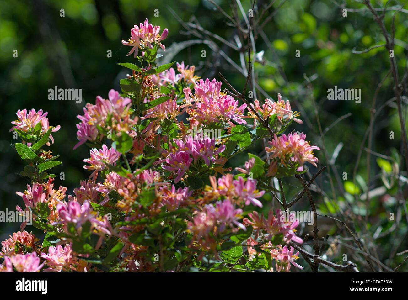 Gorgeous pink blossom of a honeysuckle (Lonicera tatarica) in full spring bloom in a garden in Ottawa, Ontario, Canada. Stock Photo