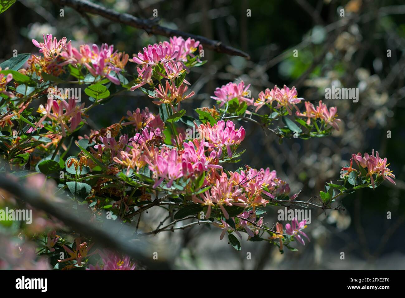 Gorgeous pink blossom of a honeysuckle (Lonicera tatarica) in full spring bloom in a garden in Ottawa, Ontario, Canada. Stock Photo