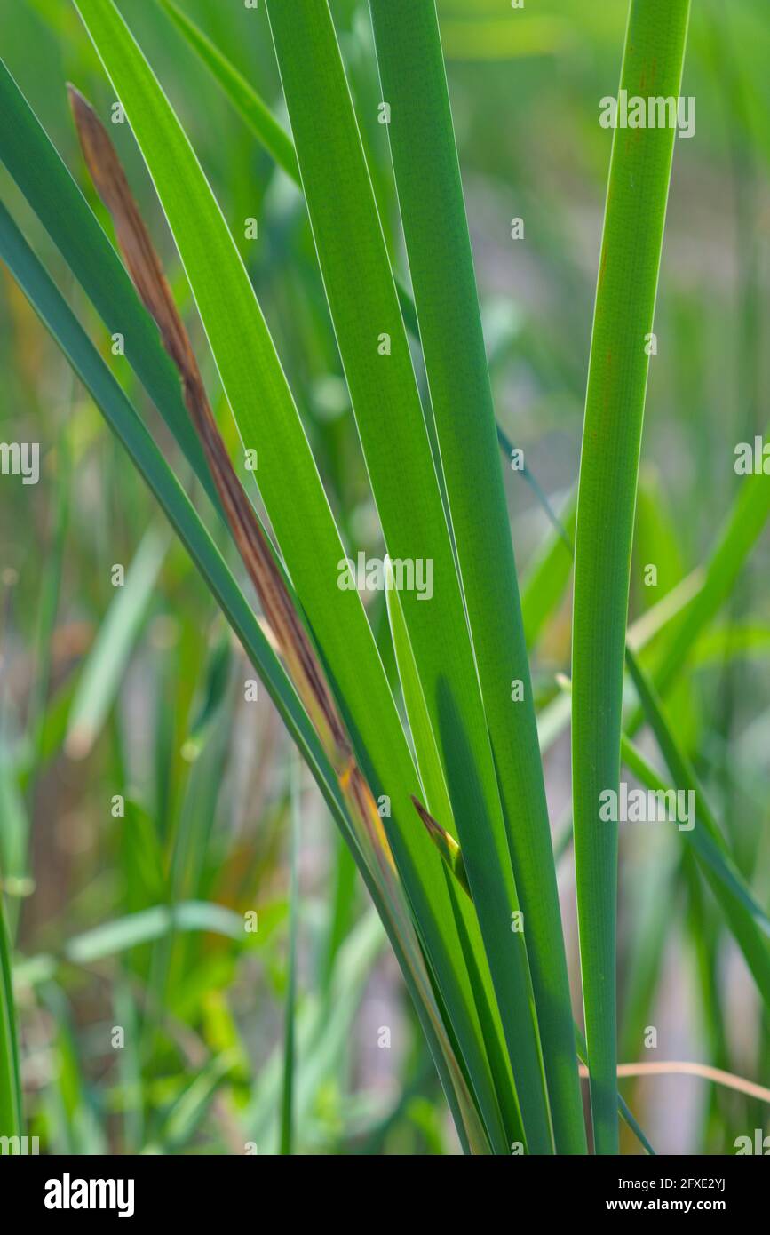 Wonderful green of new spring leaf growth of reeds by a pond in Ottawa, Ontario, Canada. Stock Photo