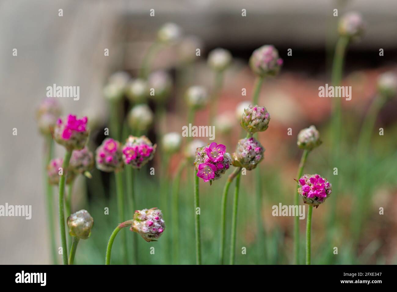 Gorgeous pink flower heads, just coming into bloom, of an alpine thrift (Armeria alpina) in a Glebe garden in Ottawa, Ontario, Canada. Stock Photo