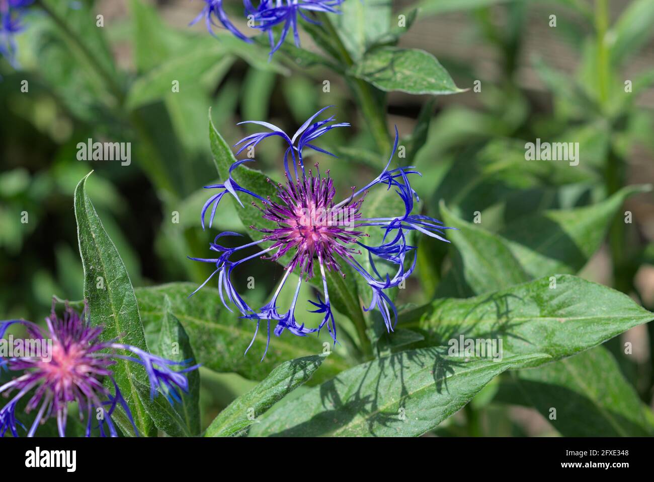 Beautiful and delicate blue and purple bloom of a cornflower (Cyanus montanus) in a Glebe garden in Ottawa, Ontario, Canada. Stock Photo