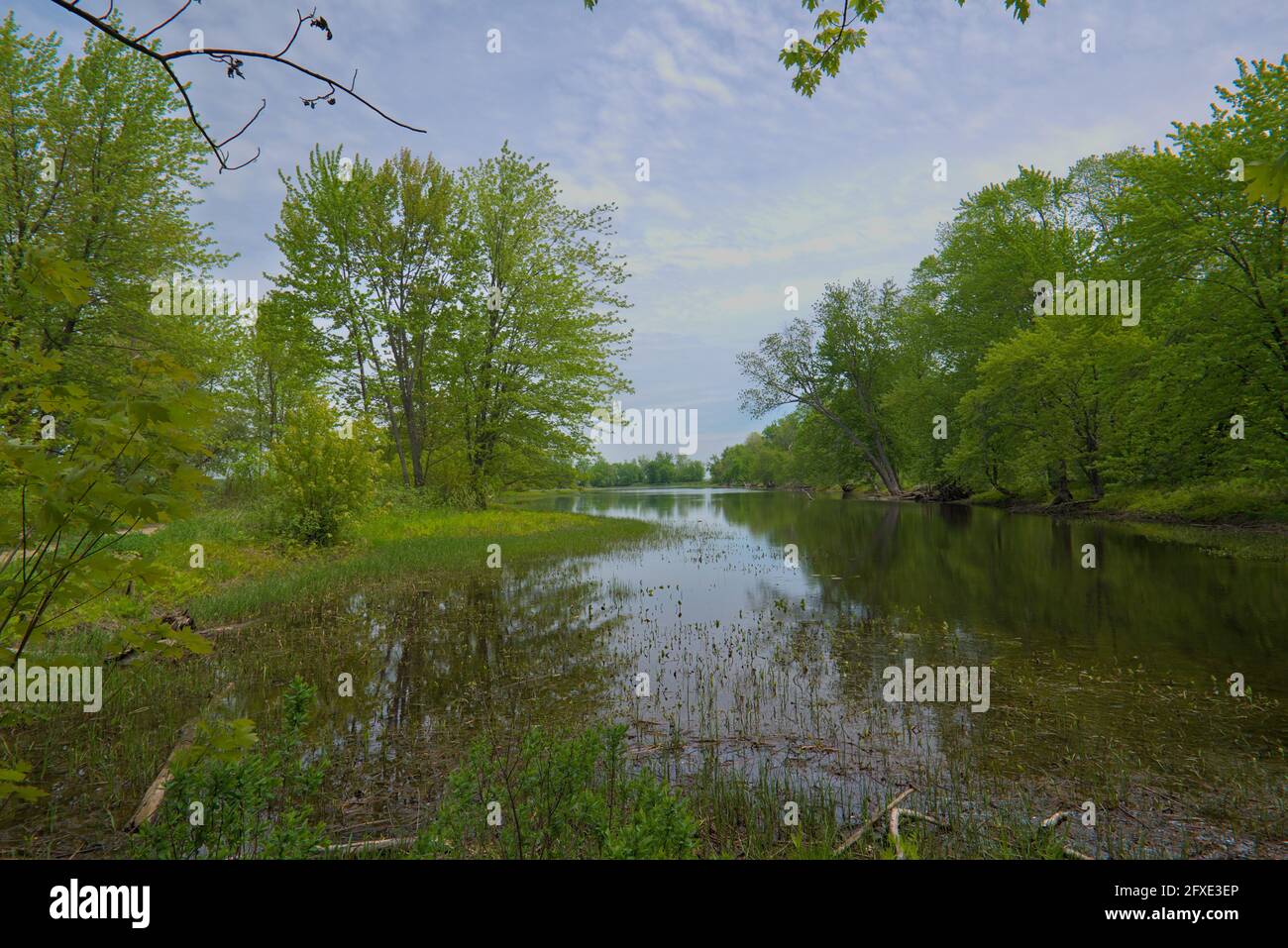 Lush greens of Petrie Island wetlands on the Ottawa River just to the east of Ottawa, Ontario, Canada. Stock Photo
