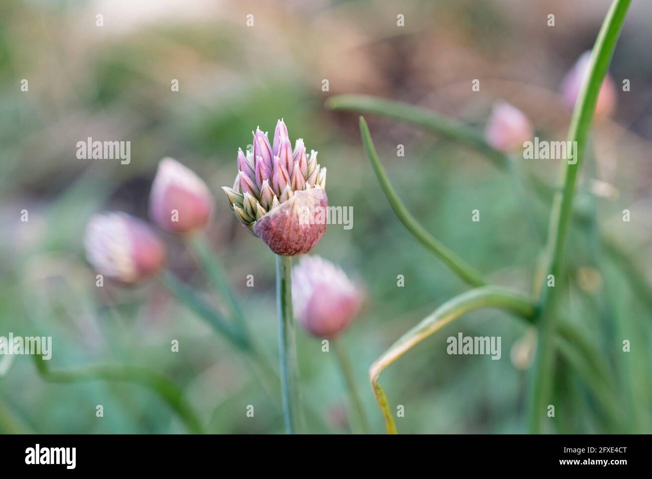 The bud of a chive plant opening against a blurry background in a shady garden. Stock Photo