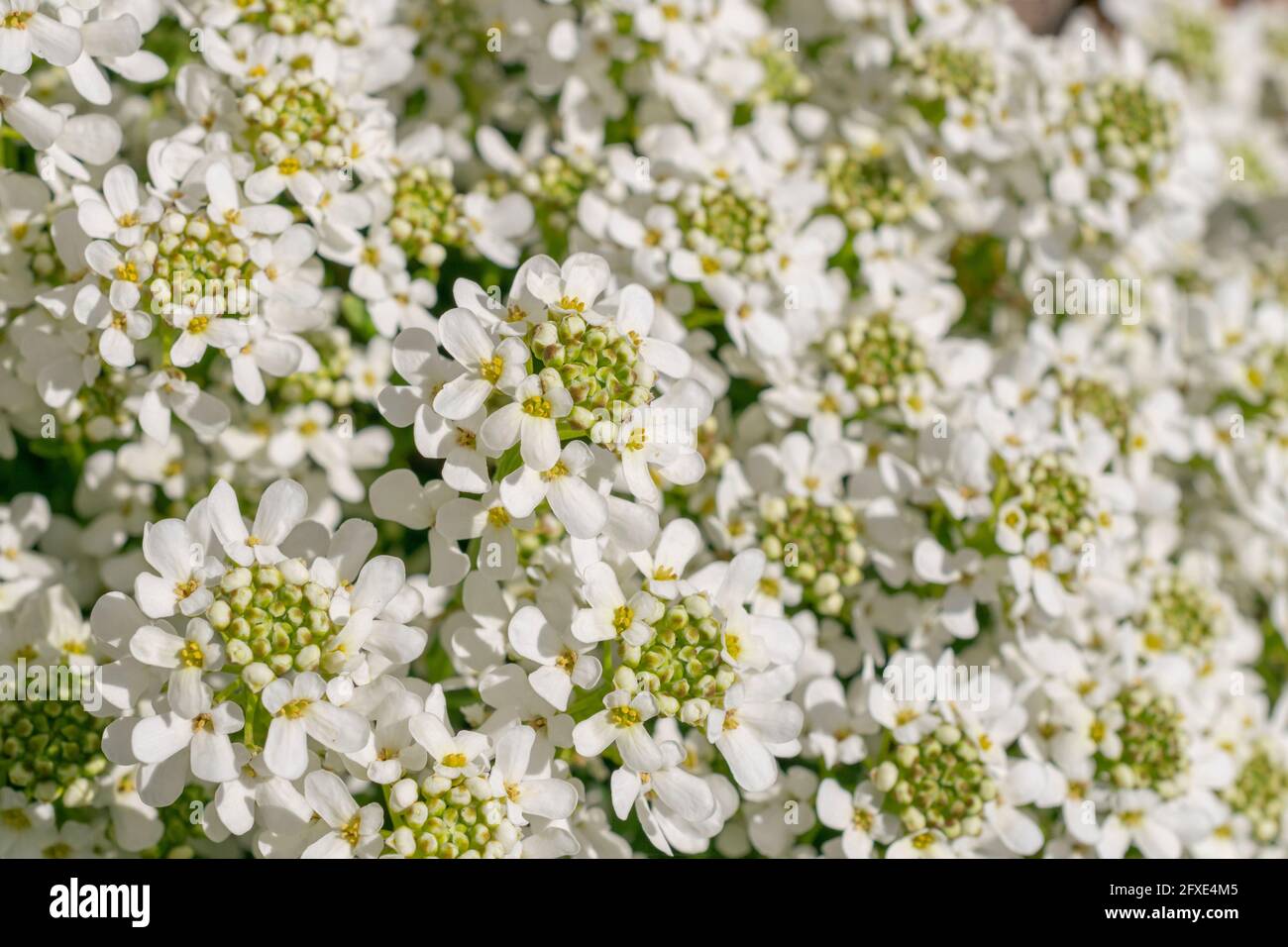 Evergreen Candytuft (Iberis sempervirens) blooms brilliant white on a sunny day. This hardy perennial has cheerful white flowers. Stock Photo