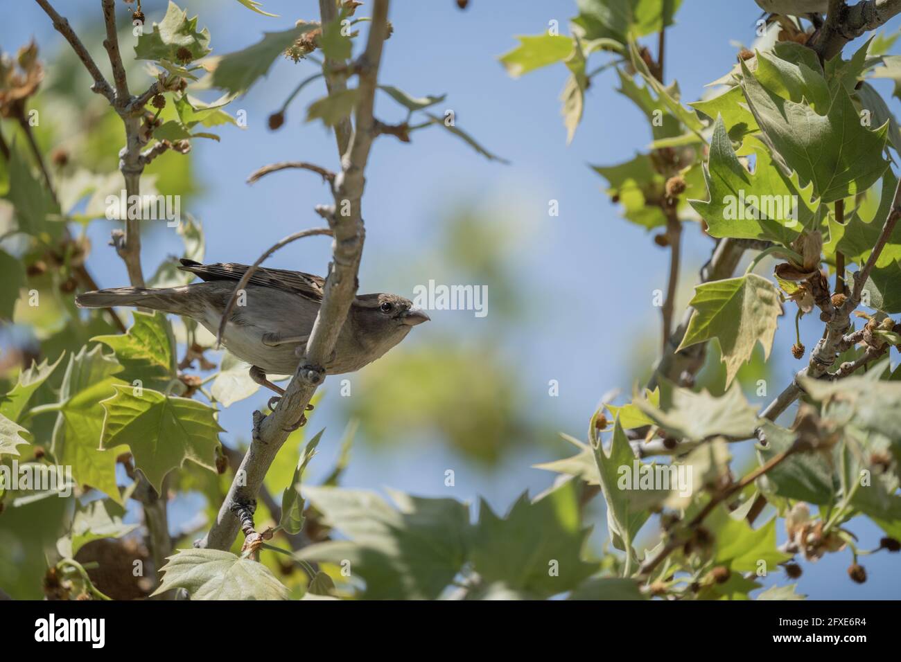 Selective focus shot of a little Hume's leaf warbler bird sitting on a tree branch Stock Photo