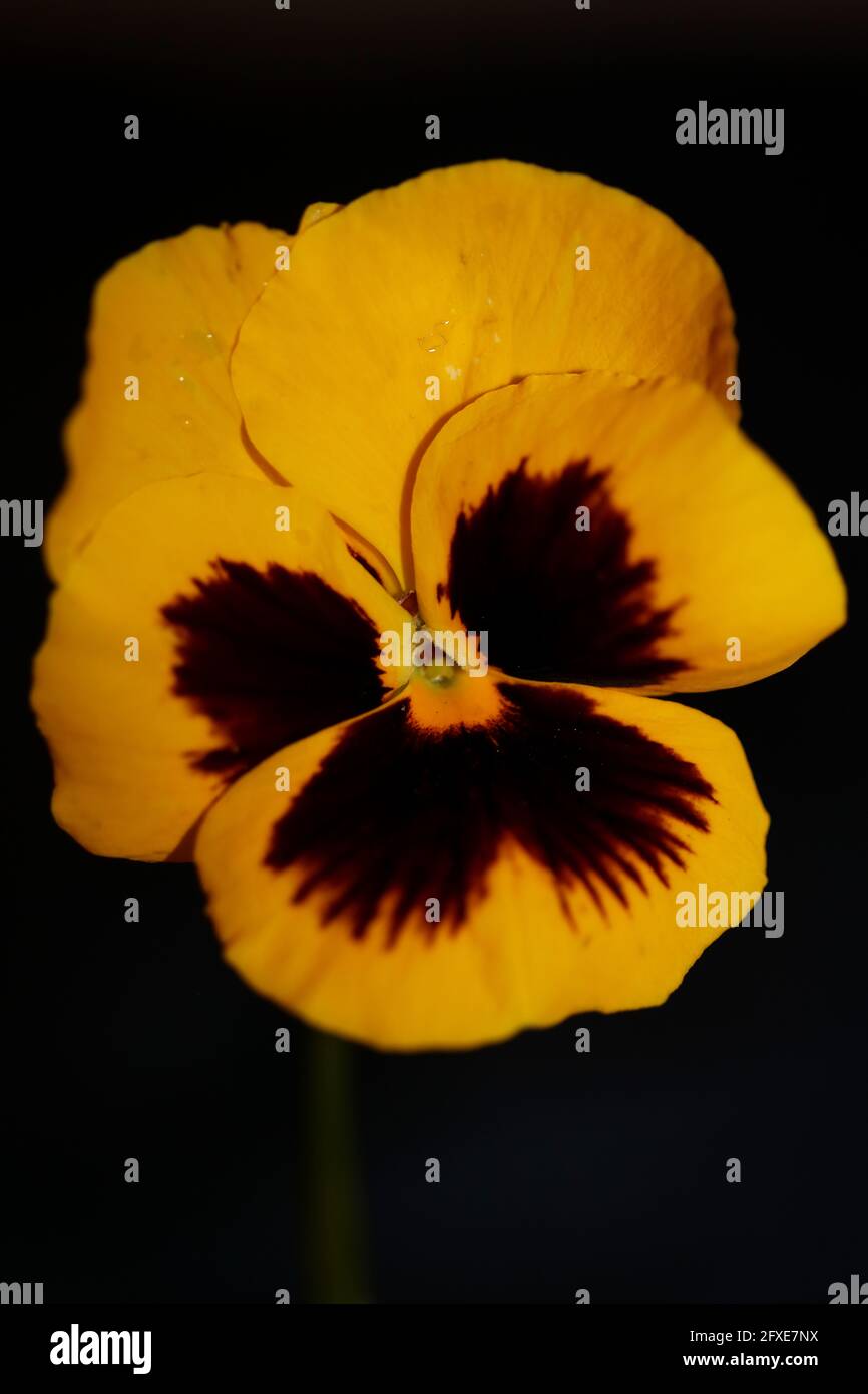 Yellow viola flower blossom family violaceae close up botanical