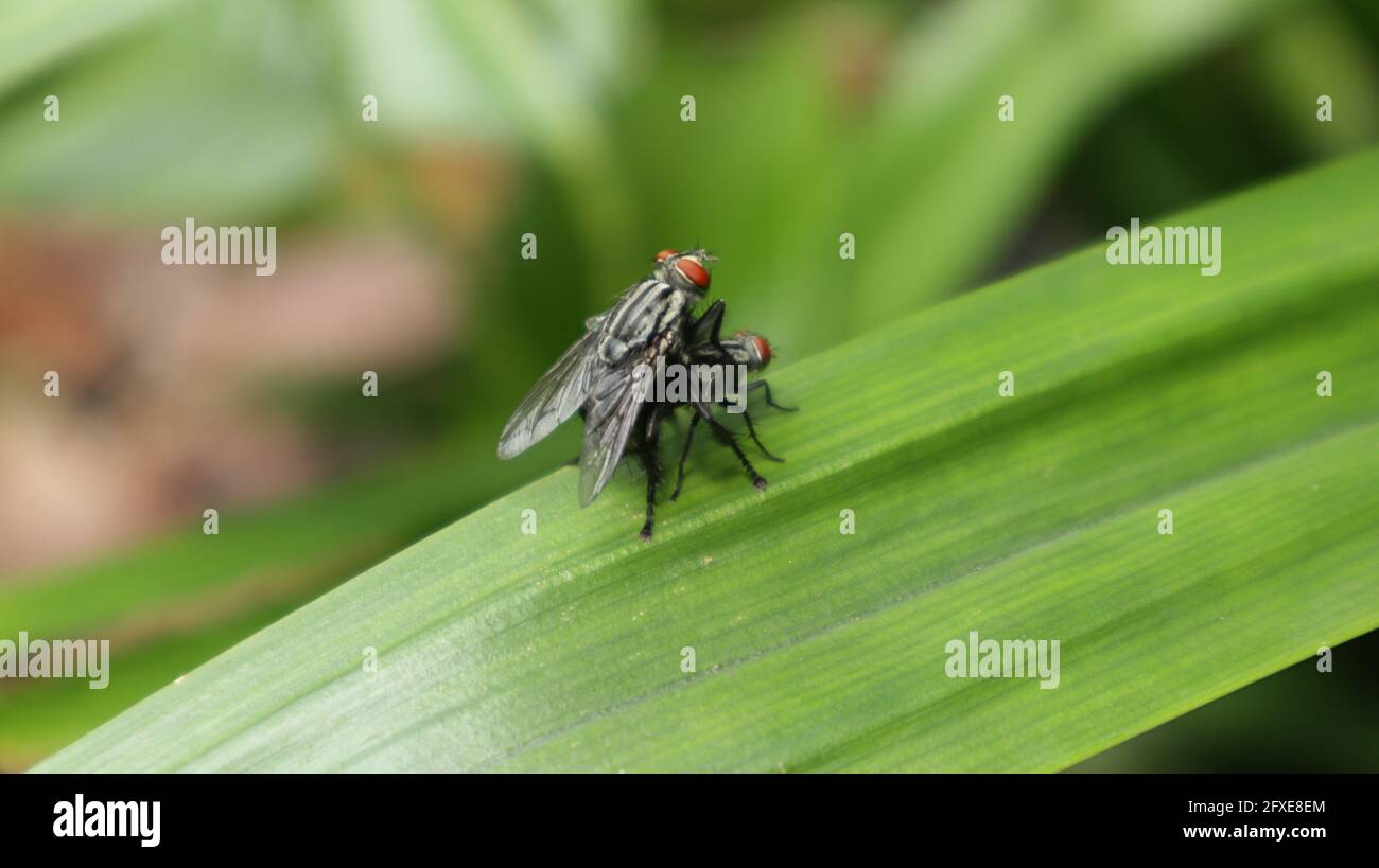 Close up of a two flesh flies mating on a green leaf Stock Photo