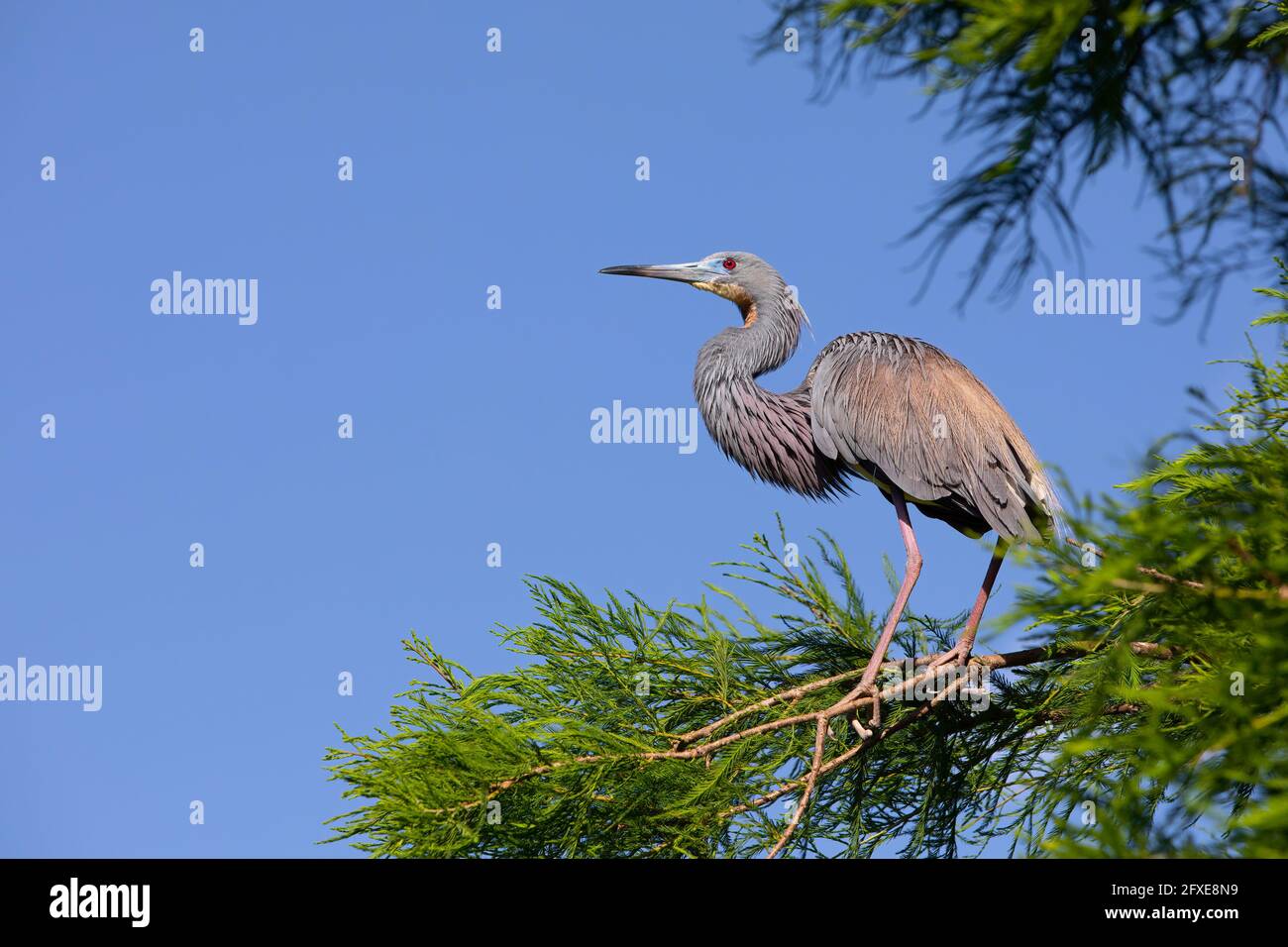 A little blue heron standing on the branch of a tree with a clear blue sky. Stock Photo