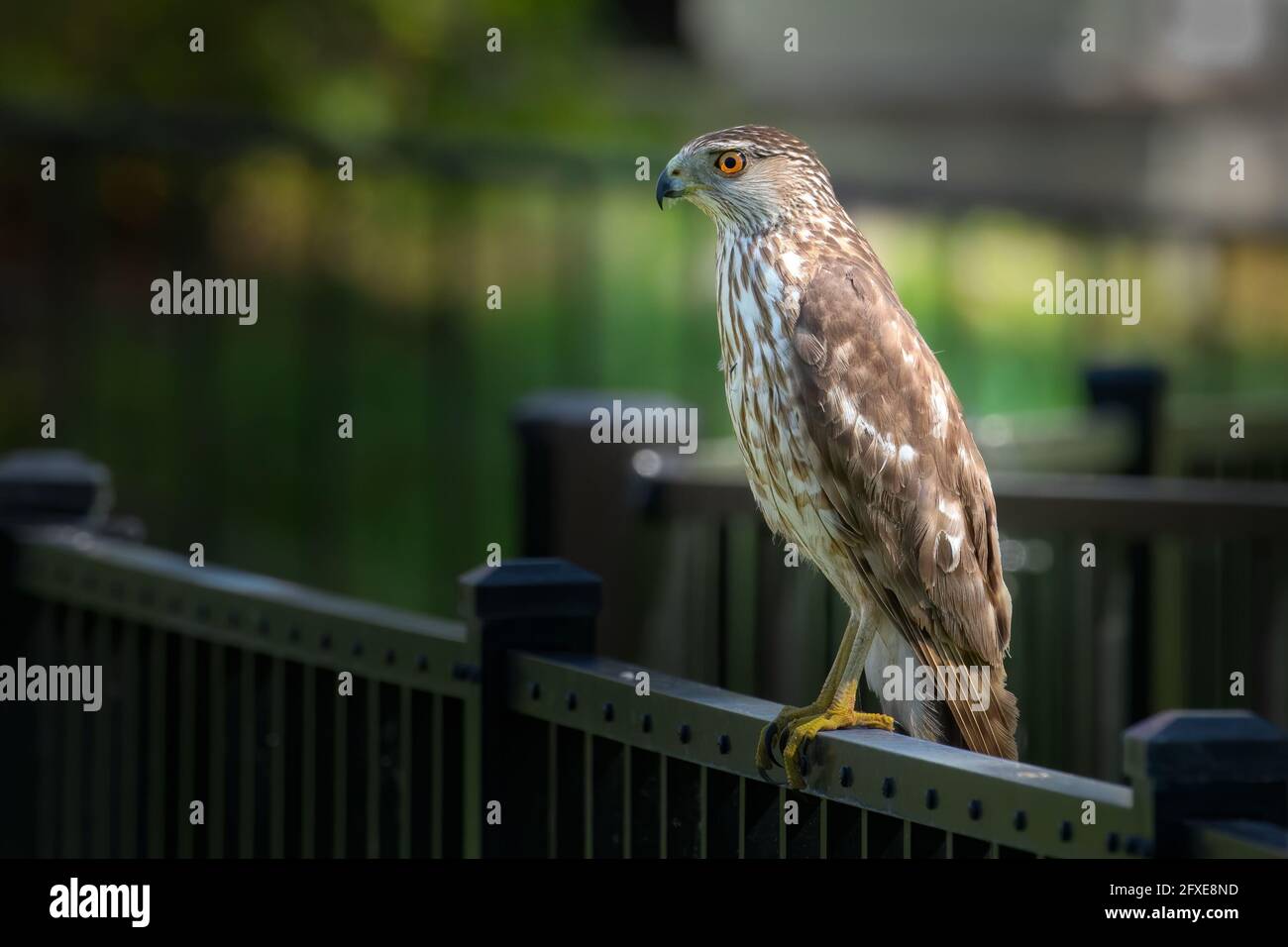 Juvenile Coopers Hawk High Resolution Stock Photography and Images - Alamy