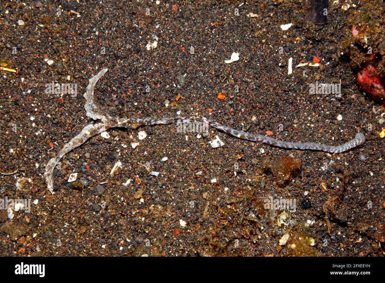 Spoon Worm proboscis, or feeding tentacles, possibly Bonellia sp. Tulamben, Bali, Indonesia. Bali Sea, Indian Ocean Stock Photo