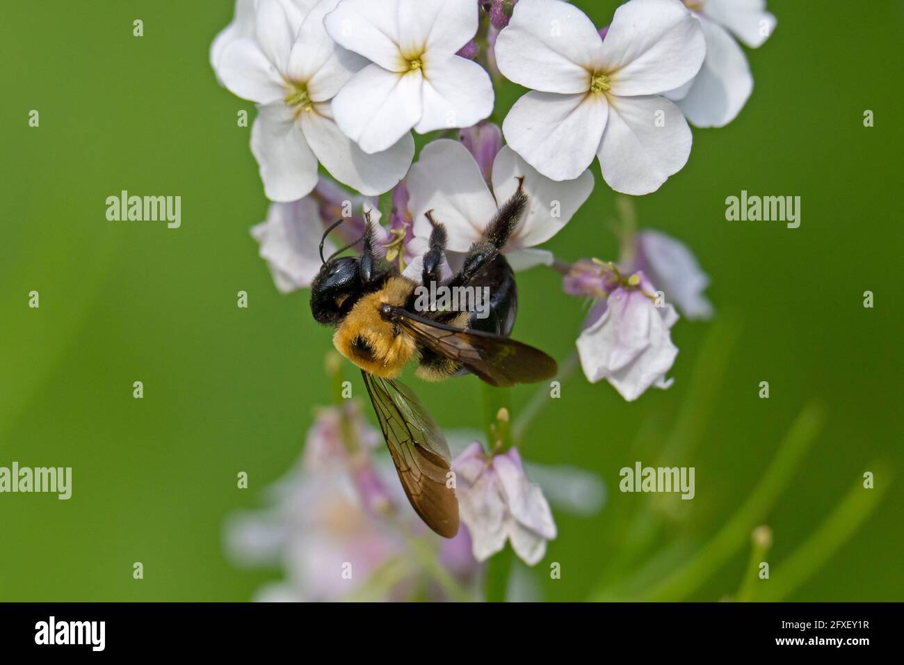 Close up of a Bumblebee on a Dame's Rocket Flower,  Hesperis matronalis Stock Photo