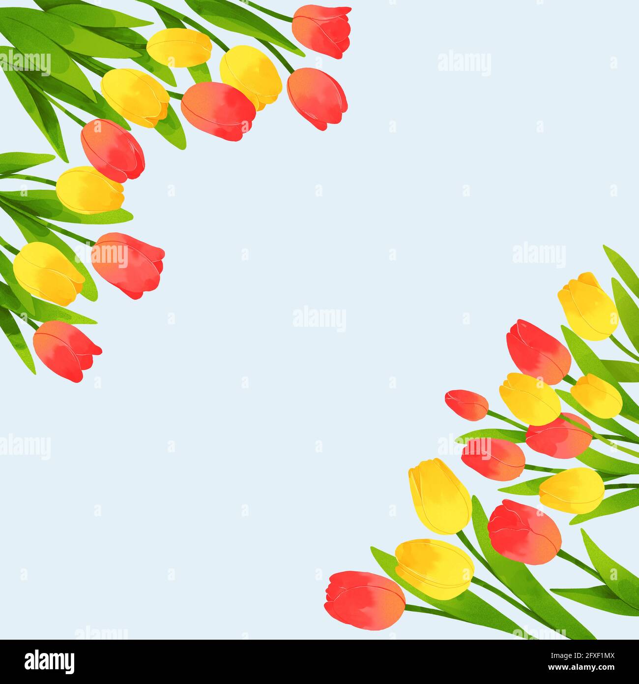 flower frame - Yellow-red tulip flower Stock Photo