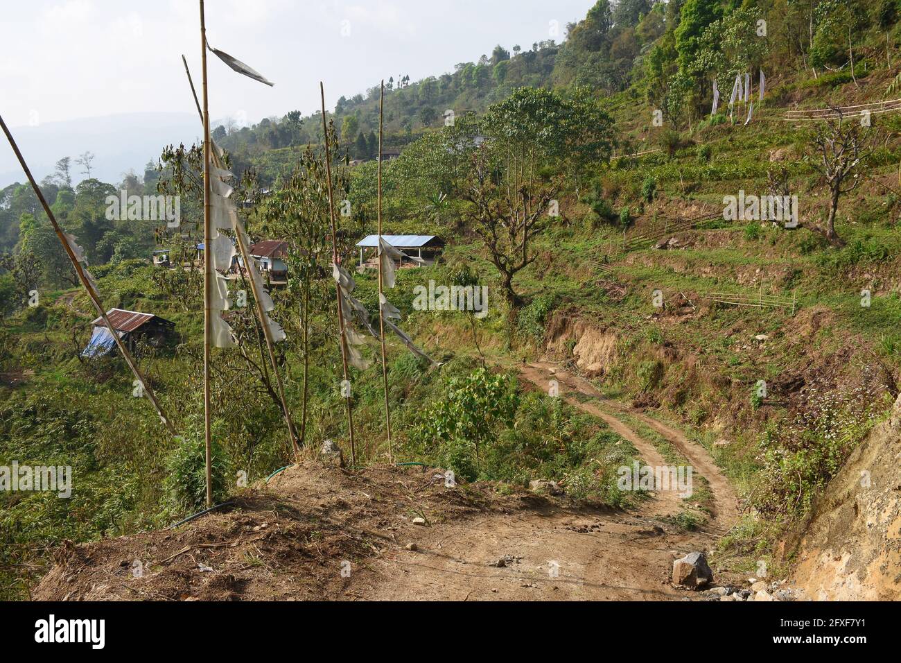 Remote village with Cultivation of Amomum subulatum commonly known as large cardamom, in Todey ,Kalimpong. Stock Photo