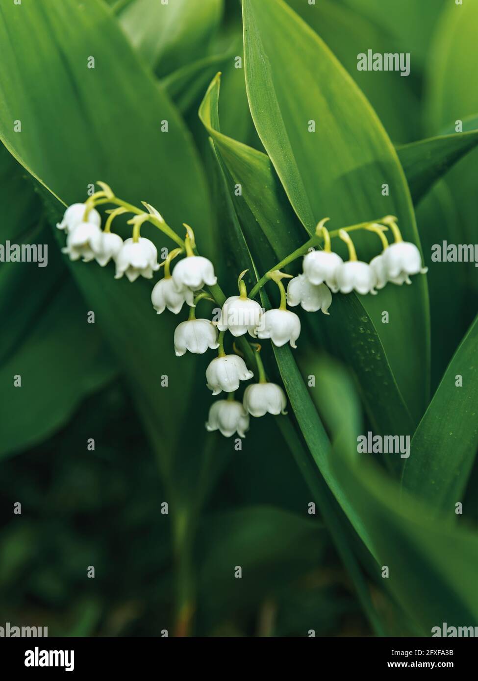 White lily-of-the-valley buds among green leaves. Selective focus Stock Photo
