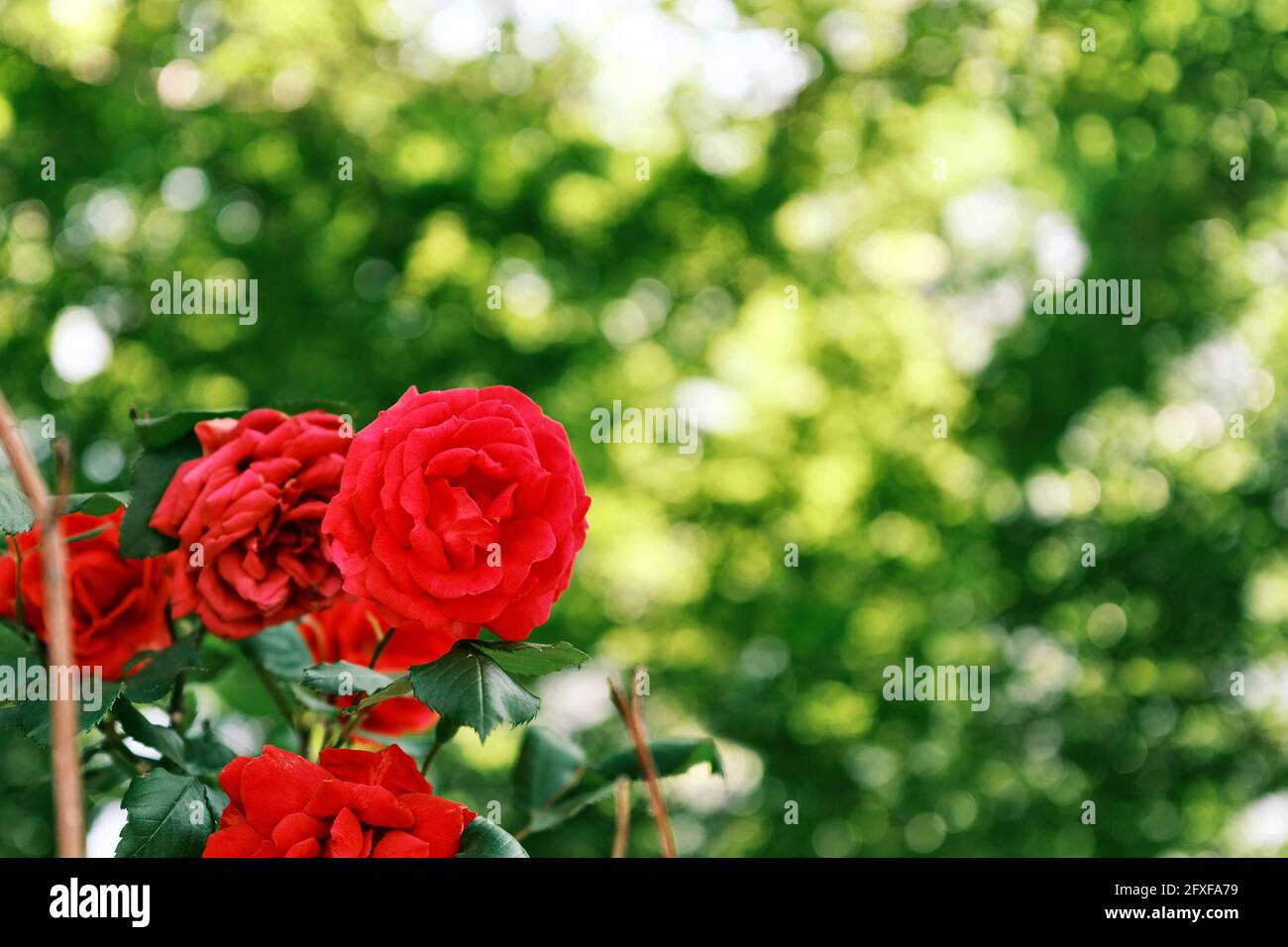 Beautiful red rose on blurred background Stock Photo - Alamy
