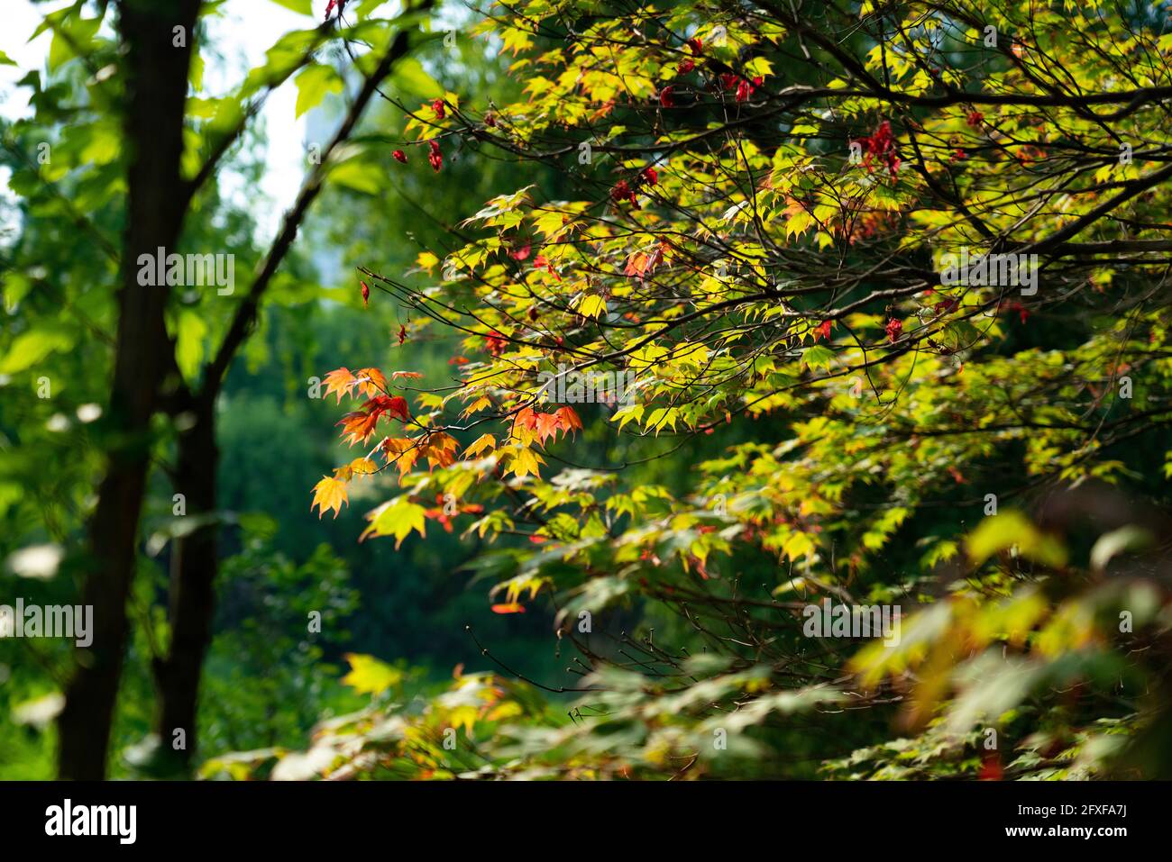 Autumn red and green maple leaves background Stock Photo - Alamy