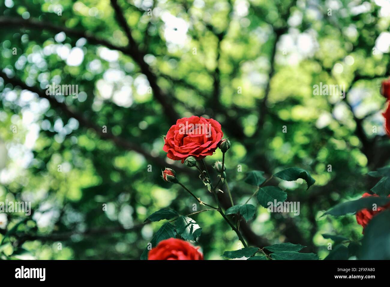 Beautiful red rose on blurred background Stock Photo - Alamy