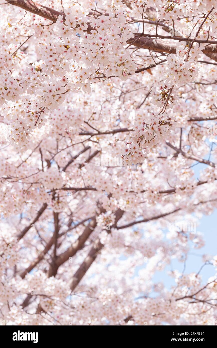 Photograph cherry blossom hi-res stock photography and images - Alamy