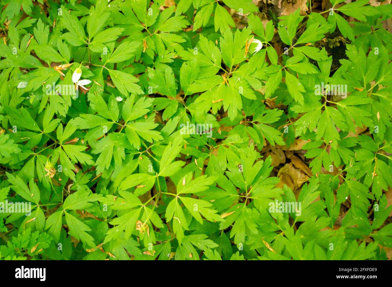 Closeup shot of green daphne leaves Stock Photo