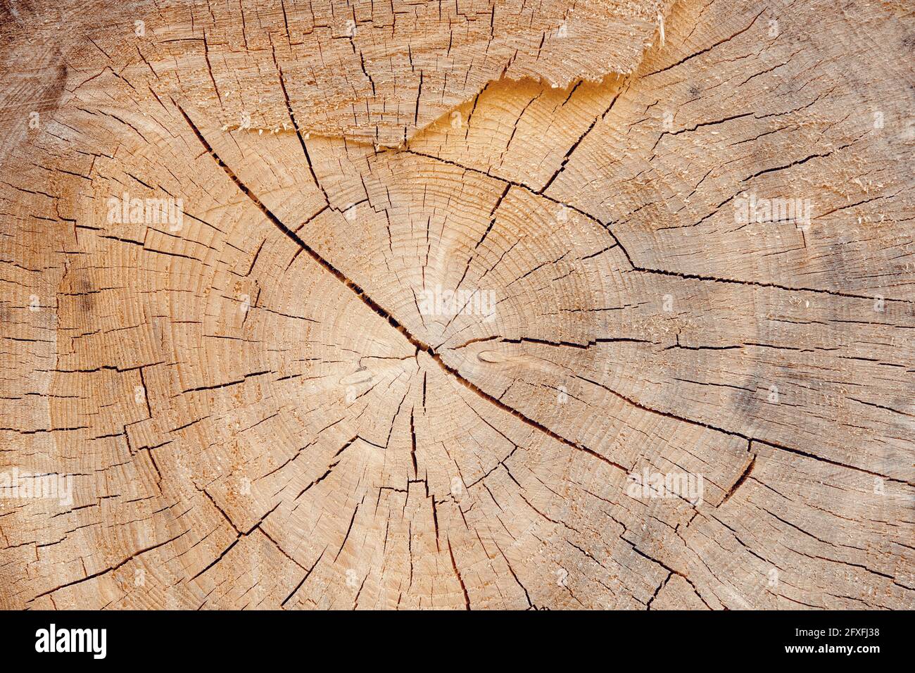 wood slice grungy background with space for text or image Stock Photo