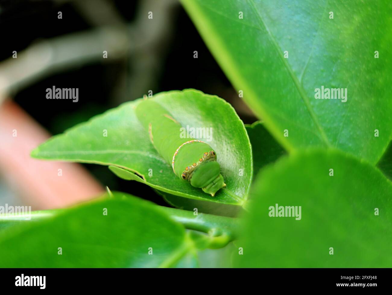 Vibrant Green Lime Swallowtail Caterpillar on a Lime Tree Leaf Stock Photo