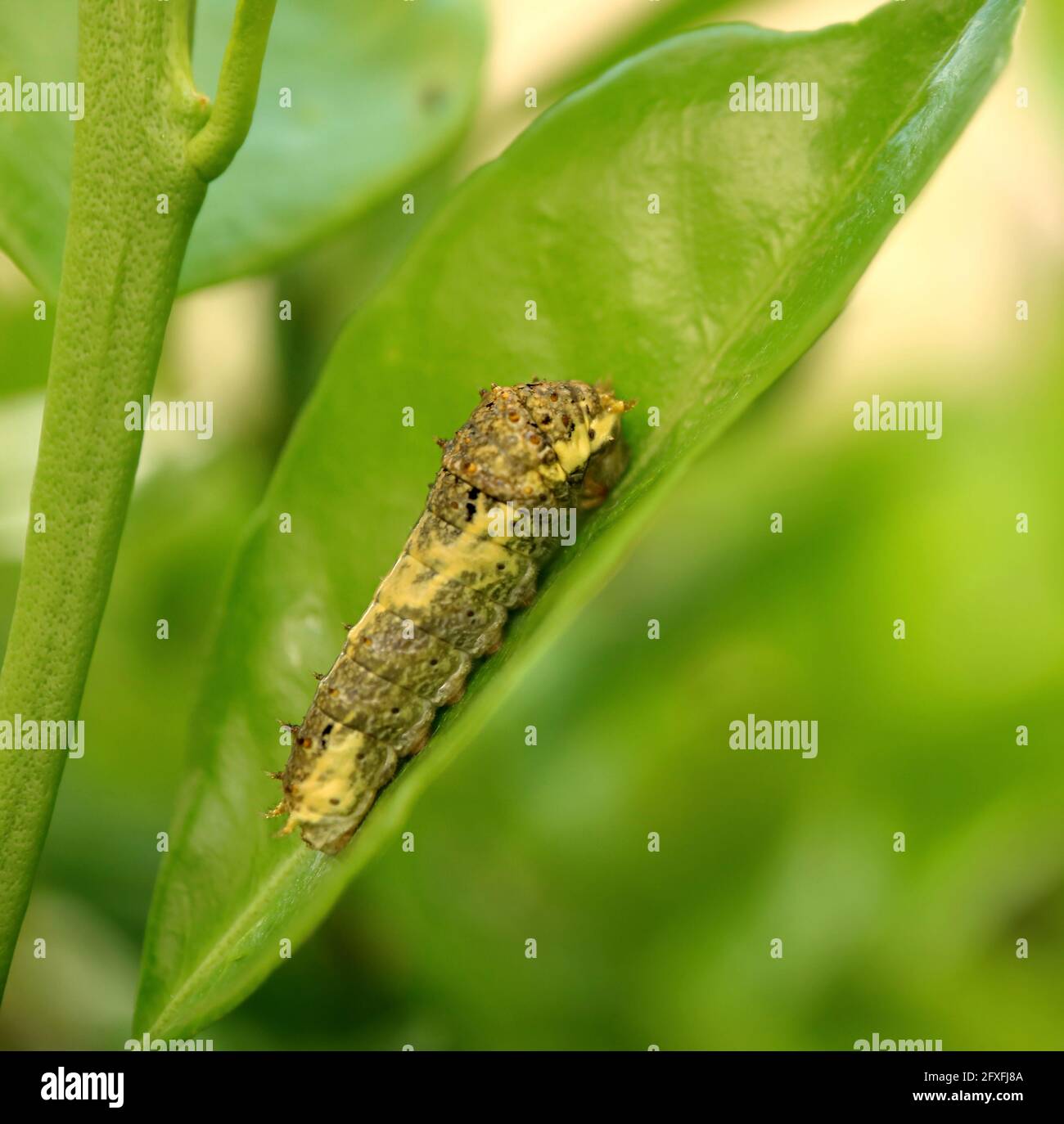 3rd Instar High Resolution Stock Photography and Images - Alamy