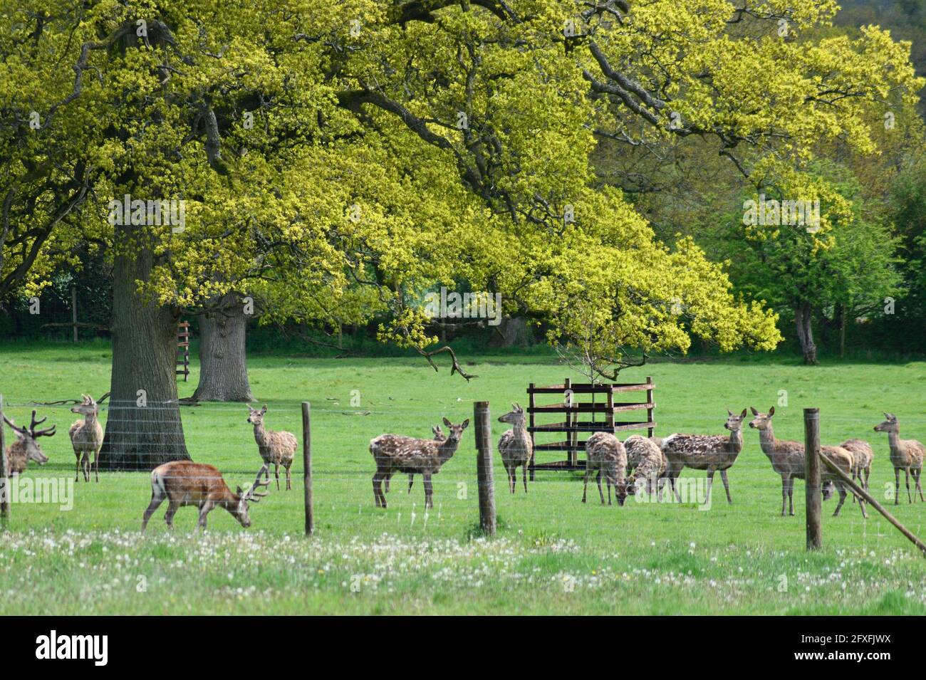 Deer At Batsford Park Gloucestershire England UK Stock Photo Alamy