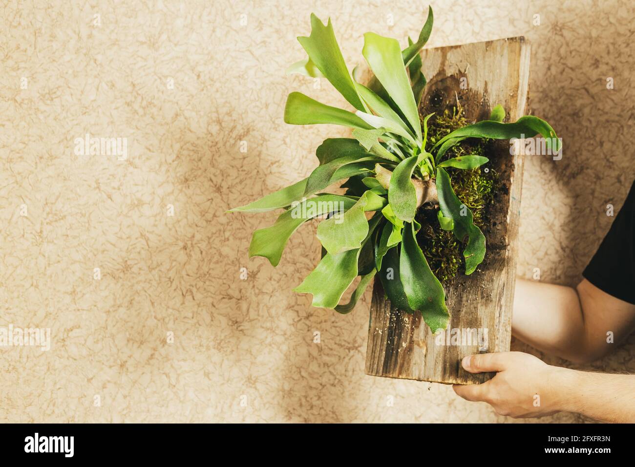 Wall fern gardening hi-res stock photography and images - Alamy