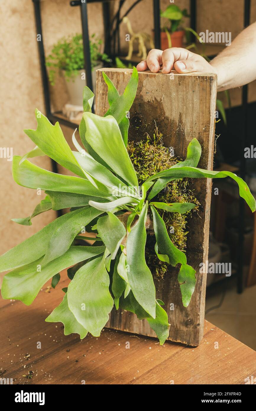 Staghorn fern wall hi-res stock photography and images - Alamy