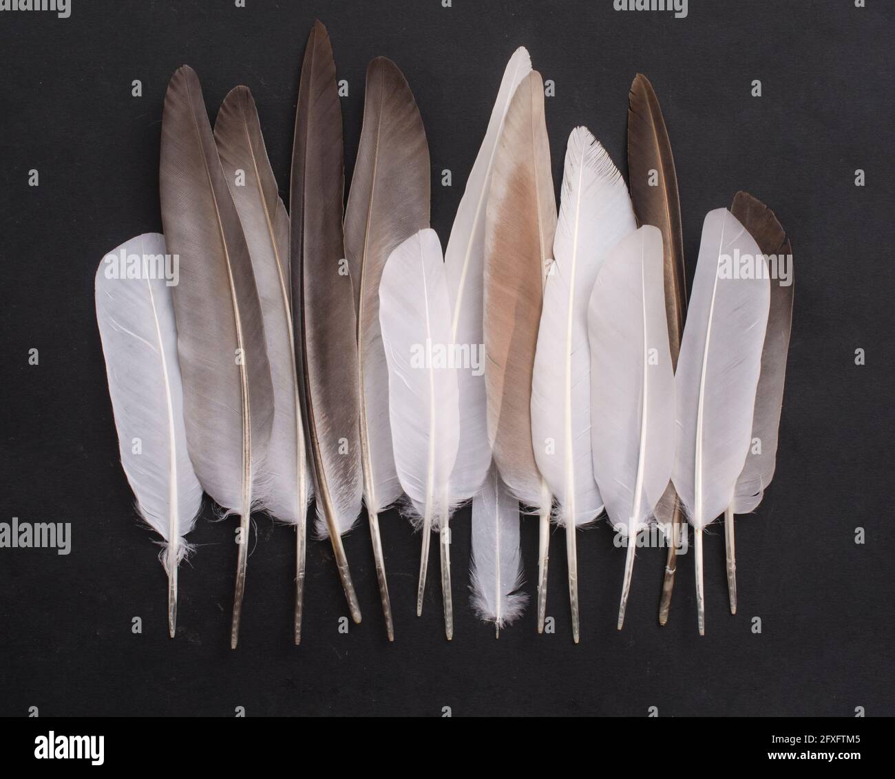 Wallpaper with feathers, feathers on a black background Stock Photo - Alamy