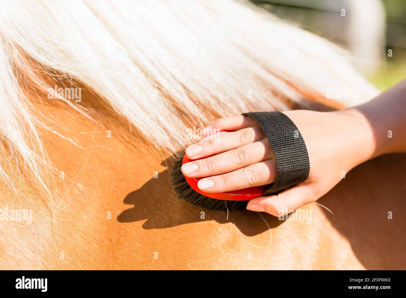 Woman combing pony on horse stable Stock Photo Alamy