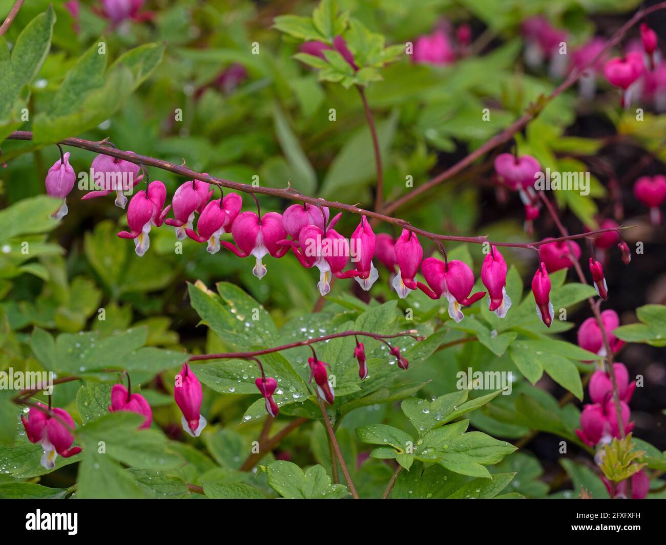 Bleeding heart Plant Lamprocapnos spectabilis in rain shower Stock Photo