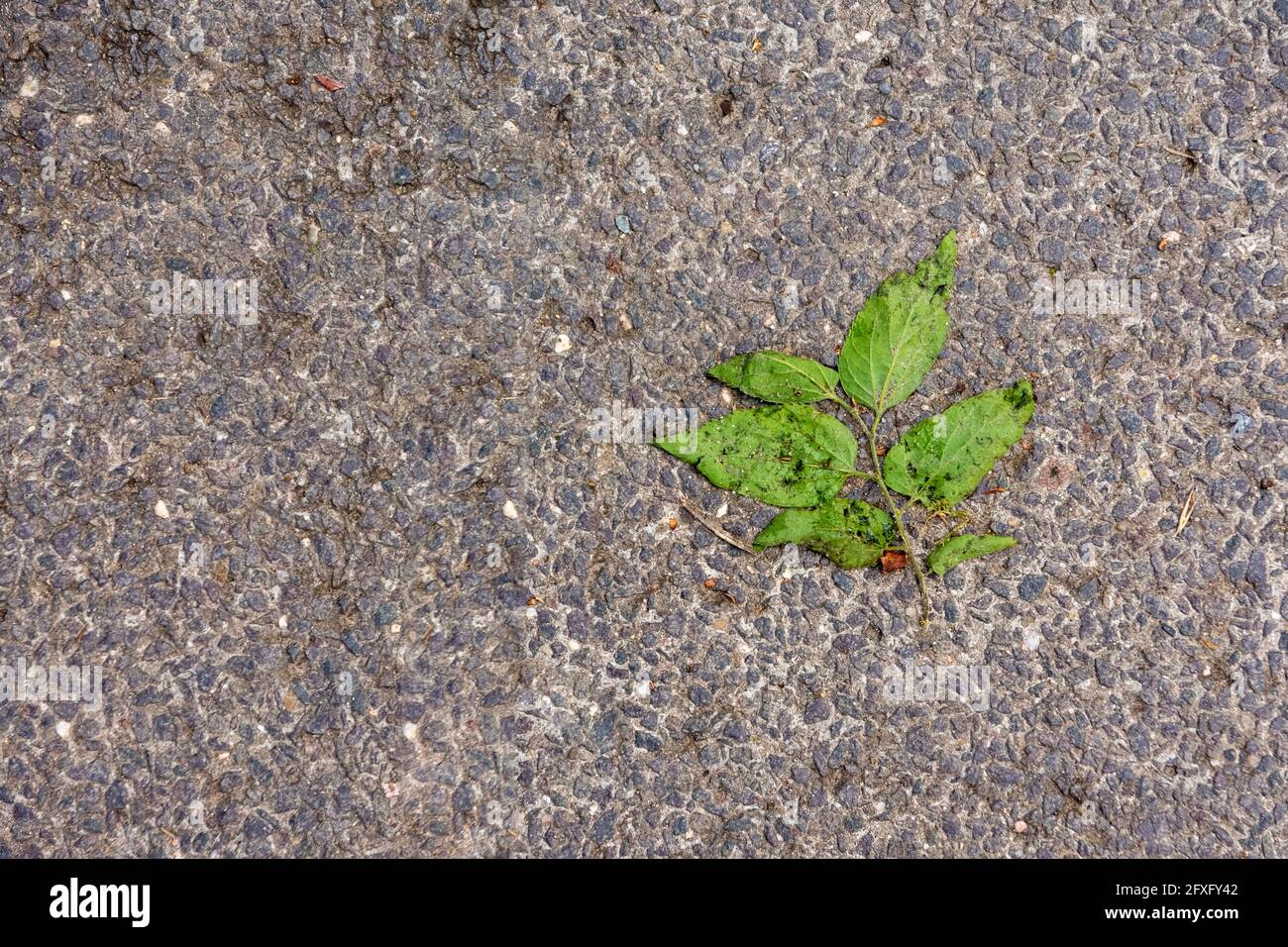 Top view of fallen green leaf on the ground Stock Photo - Alamy