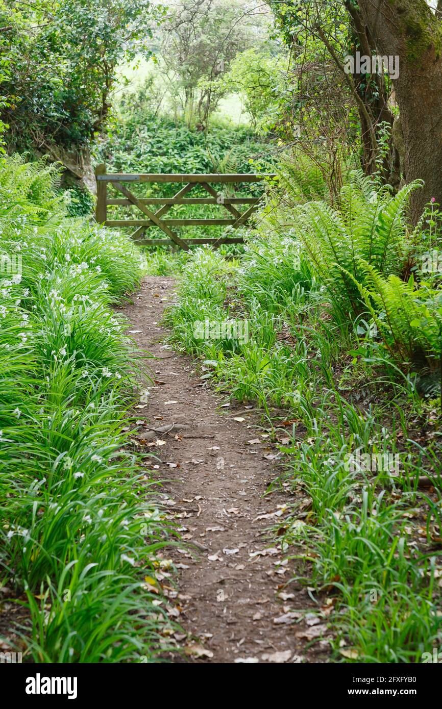 Woodland walk with wild flowers. Whiteford, Gower Peninsula, Wales, UK Stock Photo