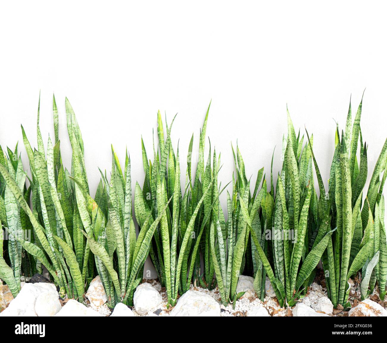Bushes of the Sansevieria trifasciata in front of a house wall. Traditional exterior decoration. Stock Photo