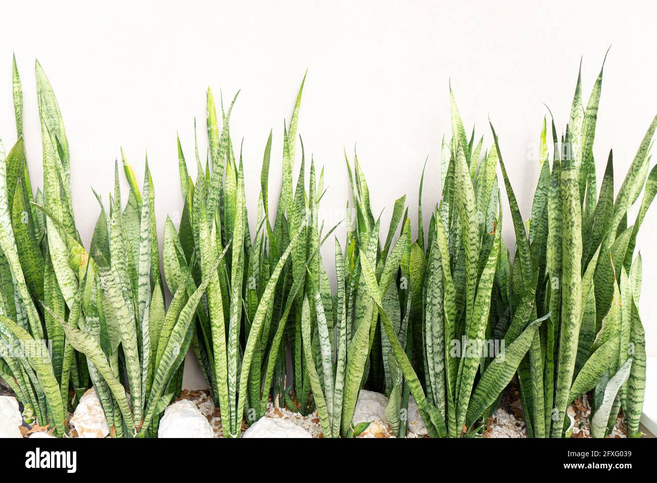Bushes of the Sansevieria trifasciata plant growing by a white wall. Exterior decoration. Stock Photo