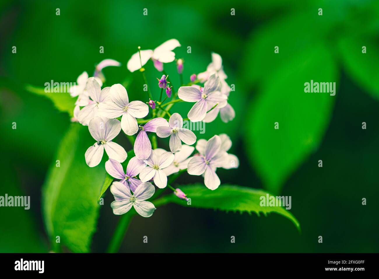 Beautiful lunaria rediviva, perennial honesty, species of flowering plant in the cabbage family Brassicaceae, pale pink flower in spring and summer Stock Photo