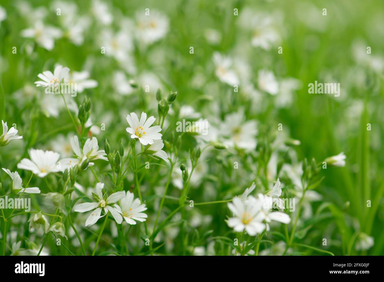 Beautiful field of white spring flowers rabelera holostea, known as greater stitchwort, greater starwort and addersmeat, close up spring background Stock Photo