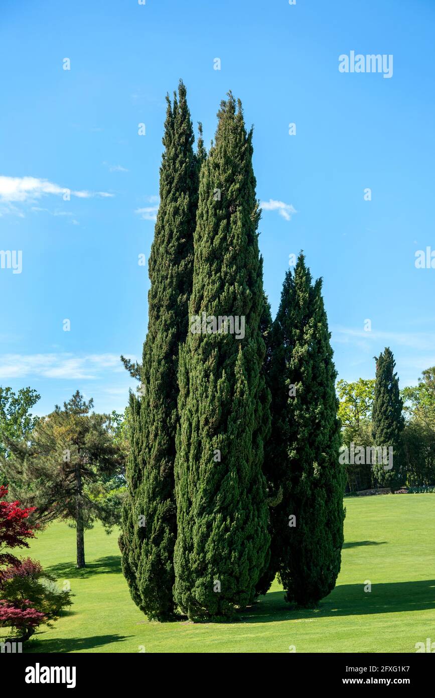 Cluster of tall evergreen Mediterranean cypresses in a lush green park in spring sunshine under a clear blue sky in a scenic landscape Stock Photo