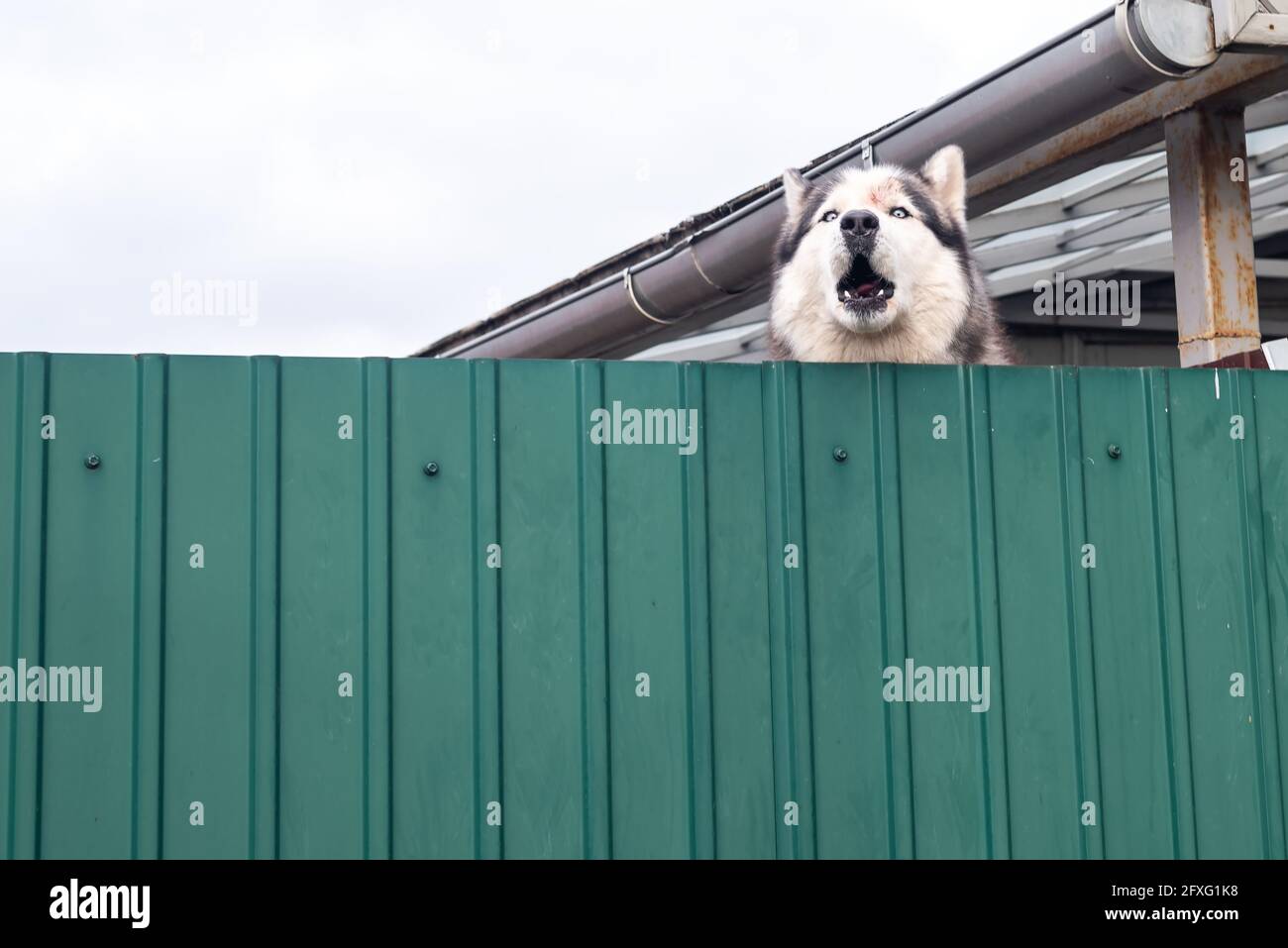 Husky dog barks looking over green metal fence near cottage Stock Photo