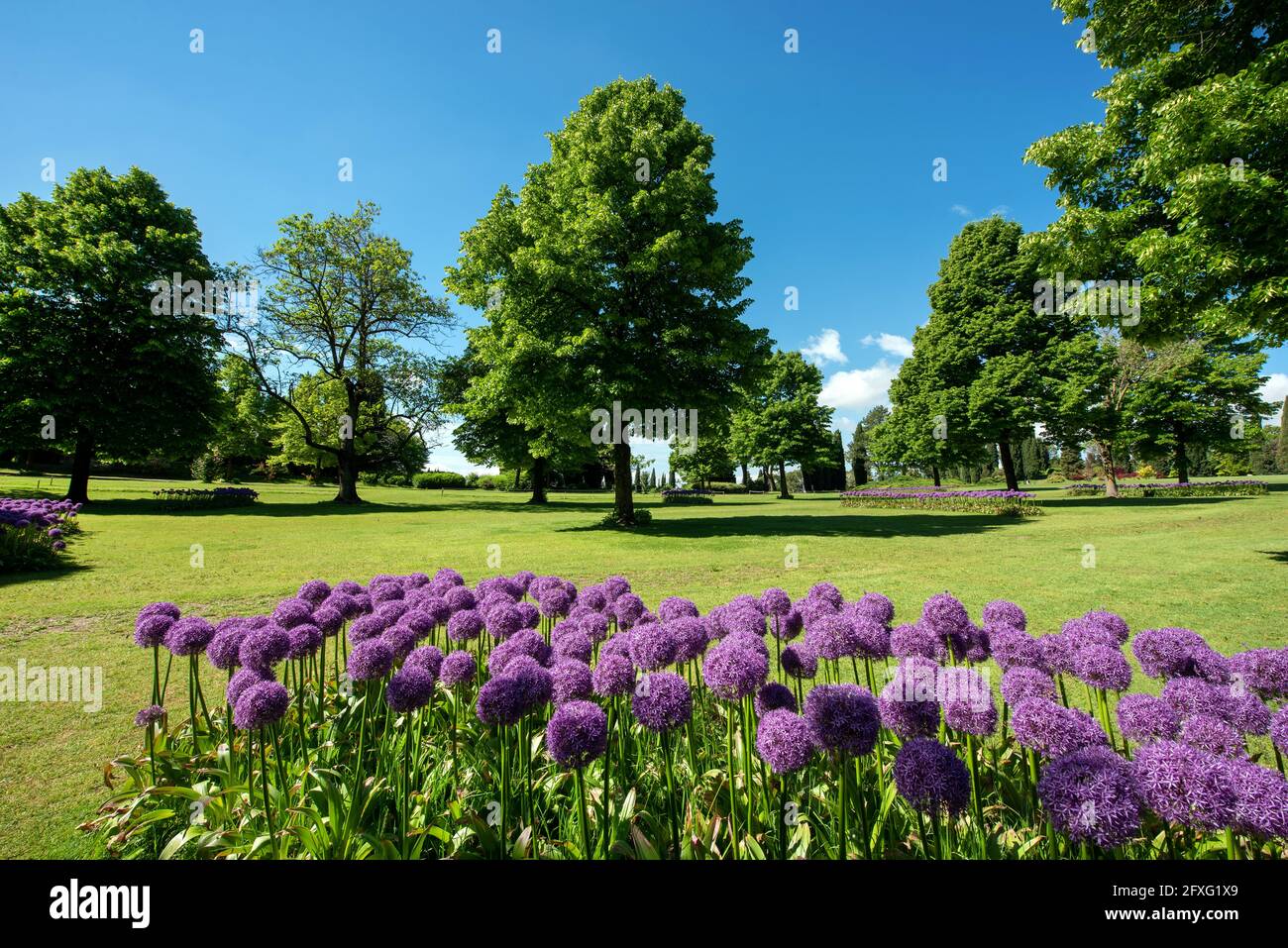 Colorful purple Allium or Pom-pom flowers growing in a flowerbed in a park or garden with green lawns and cypress trees in a scenic landscape Stock Photo