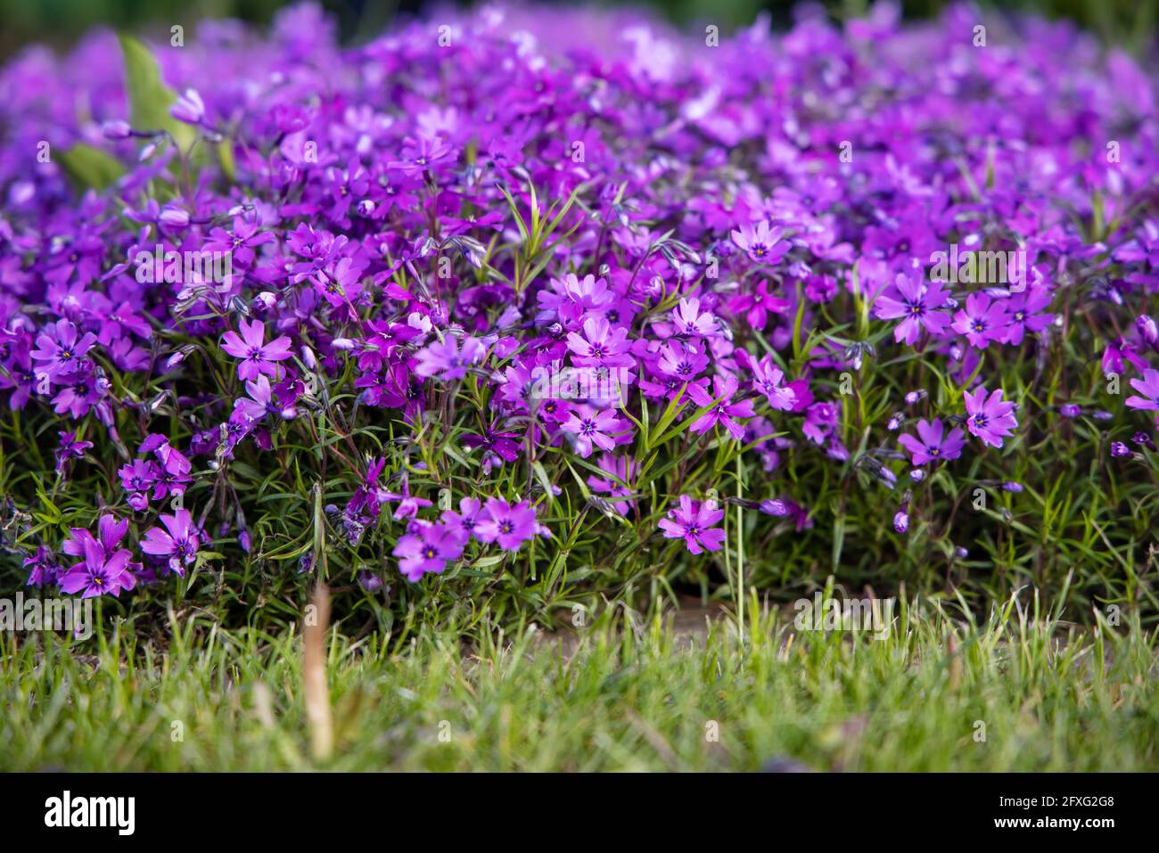 Flowers of Phlox subulata 'Atropurpurea' (Creeping phlox) in the garden in early June. Bright purple carpet flowers on a sunny day. Stock Photo