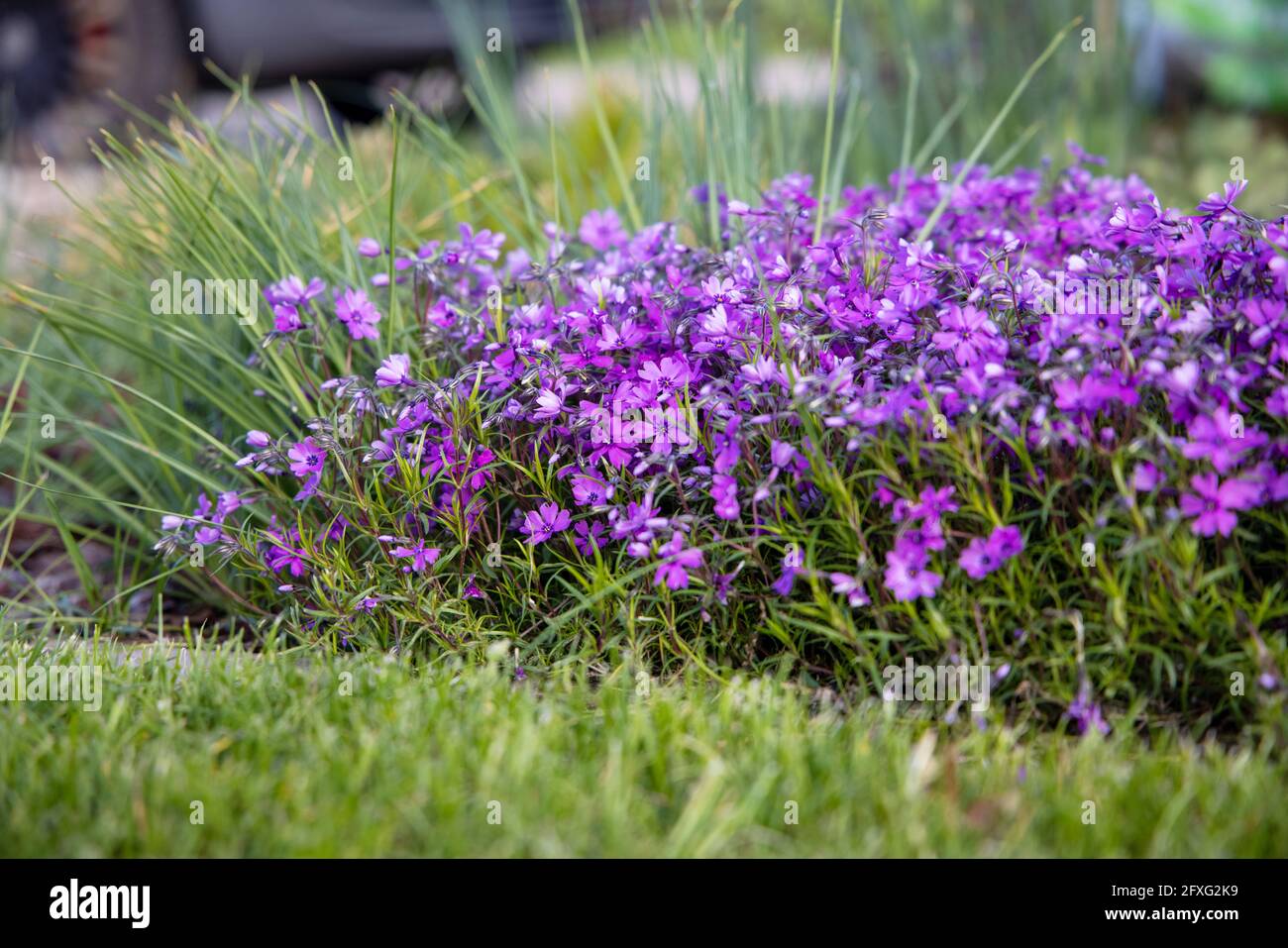Flowers of Phlox subulata 'Atropurpurea' (Creeping phlox) in the garden in early June. Bright purple carpet flowers on a sunny day. Stock Photo