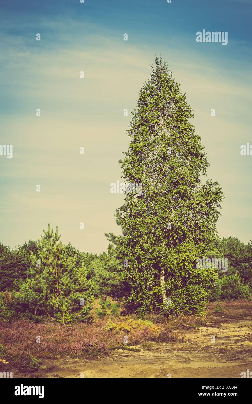 Landscape of field of heather in the forest. Birch tree and pine tree forest. Stock Photo