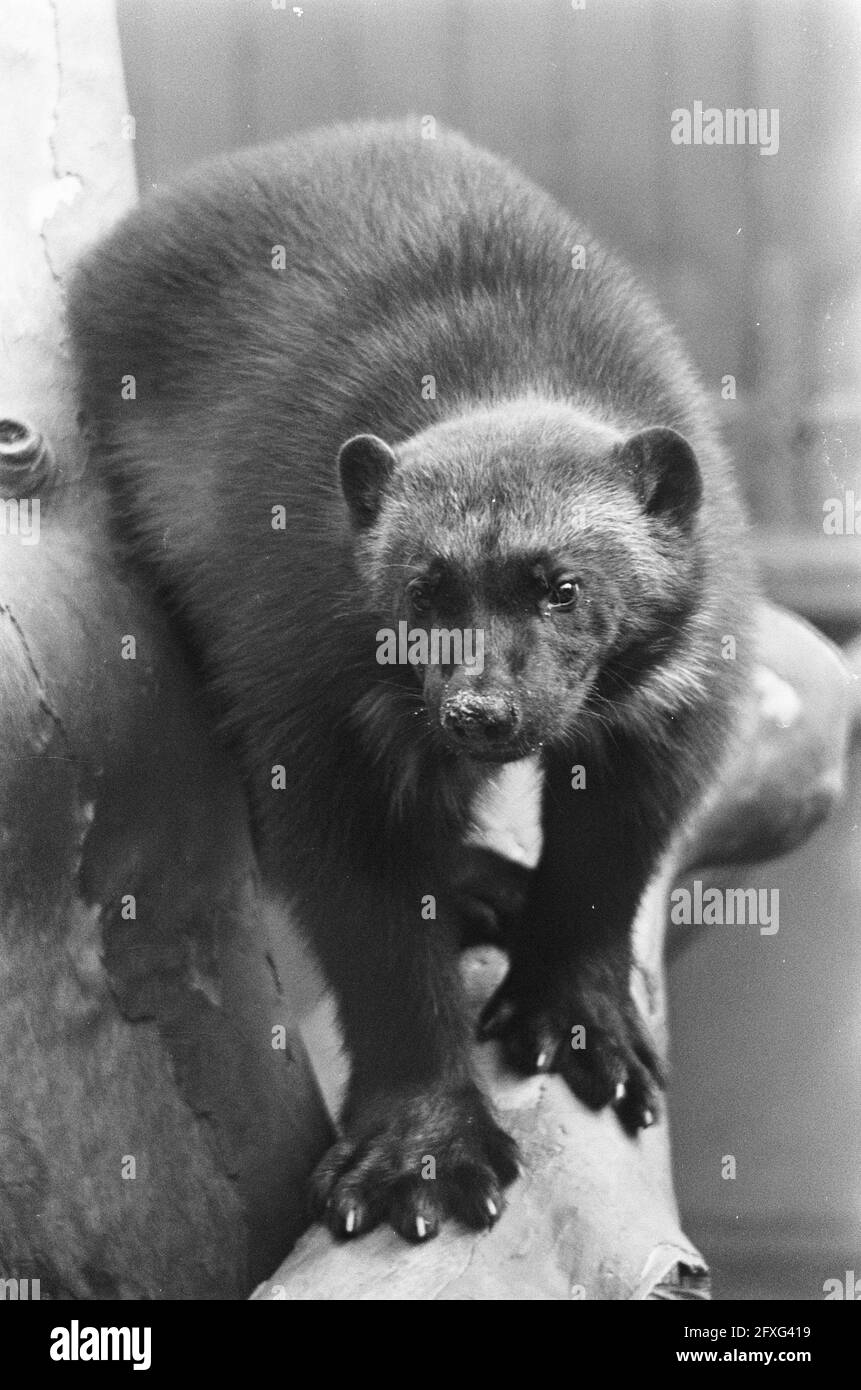 Gluttony, September 30, 1966, animals, zoos, The Netherlands, 20th century press agency photo, news to remember, documentary, historic photography 1945-1990, visual stories, human history of the Twentieth Century, capturing moments in time Stock Photo