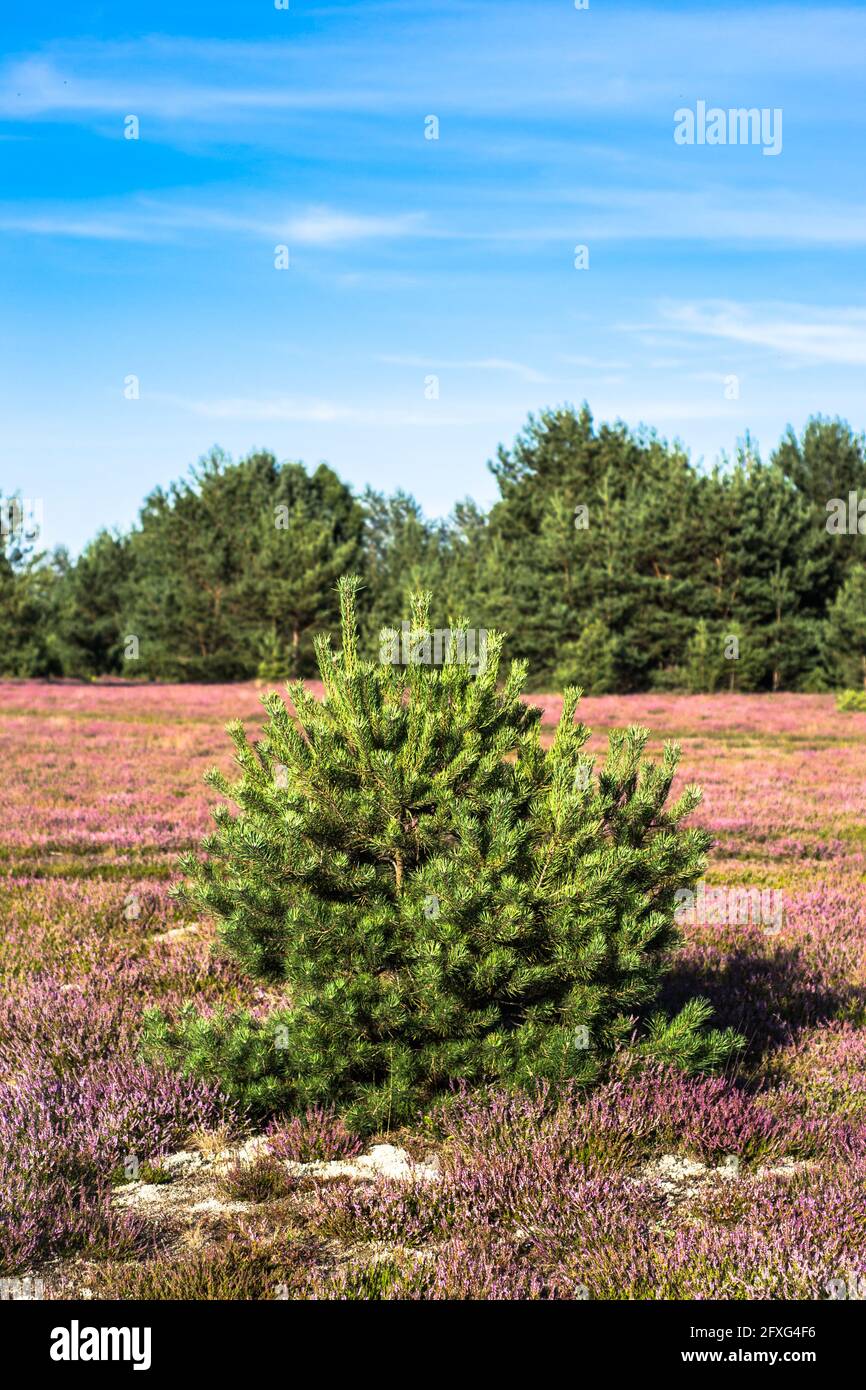 Pine tree on field of heather, landscape. Forest of pine in the background. Stock Photo