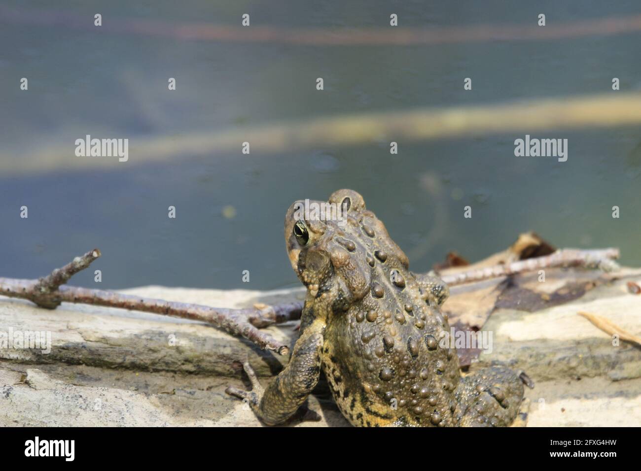 Toad Standing Rear Top view of a toad frog standing on the stone near the muddy water ...