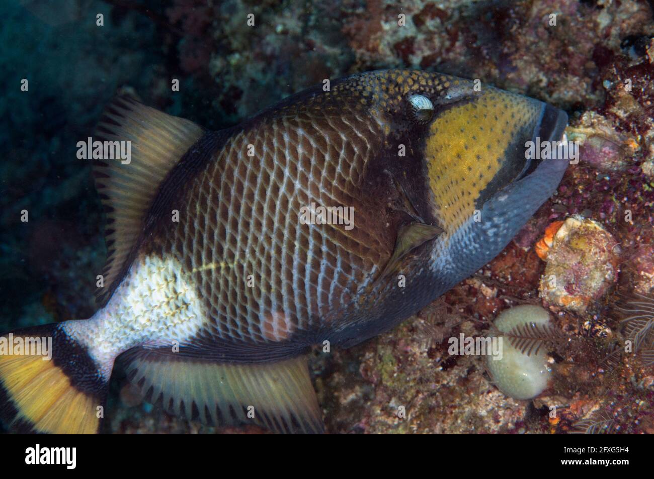 Titan Triggerfish, Balistoides viridescens, Mike's Point dive site, Dampier Strait, Raja Ampat, West Papua, Indonesia Stock Photo